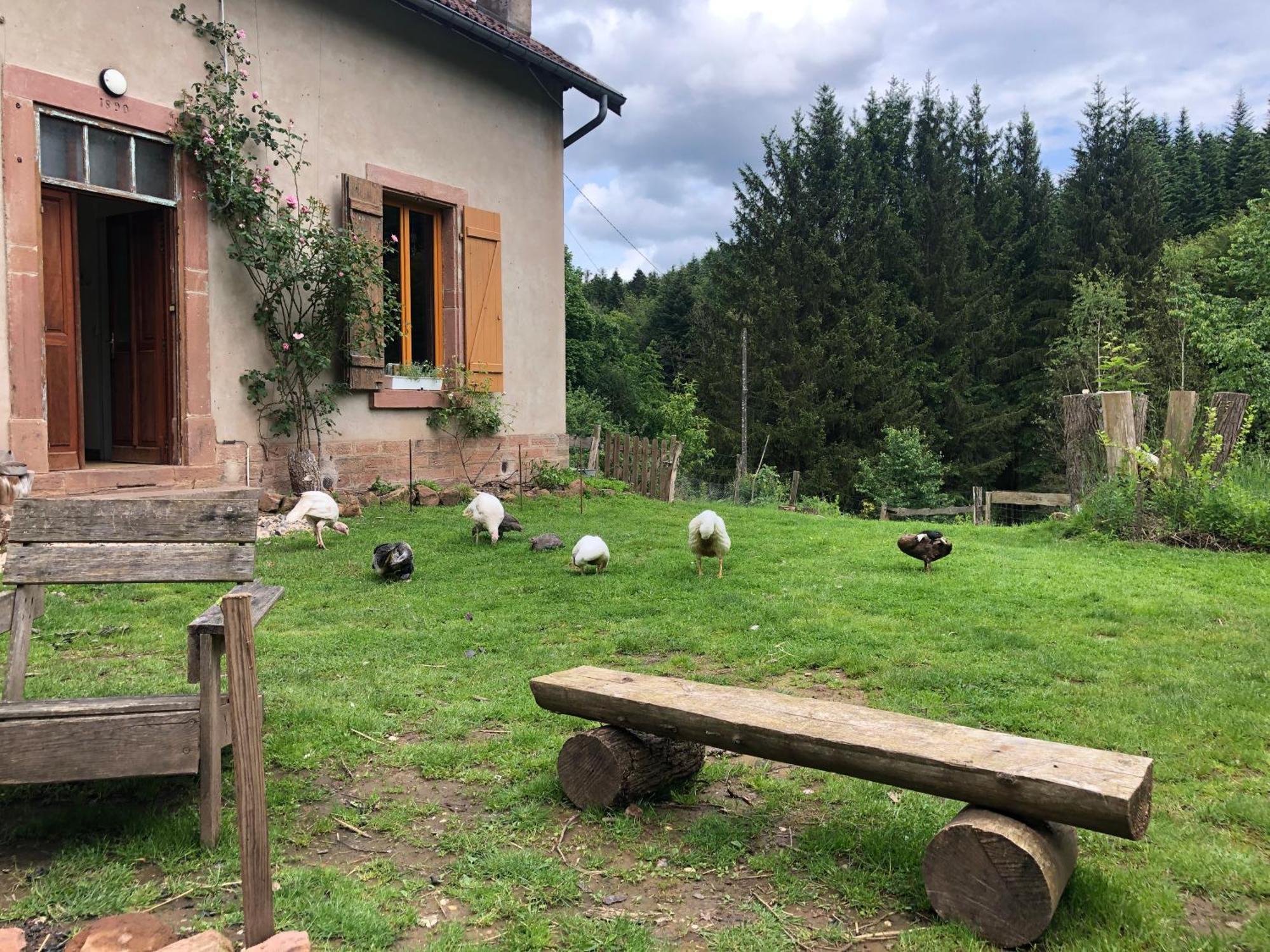 A L'Oree De Soi - Maison Forestiere De La Soie - Eco Gite, Chambres D'Hotes, Camping Au Pied Des Vosges Saint-Sauveur  Екстер'єр фото