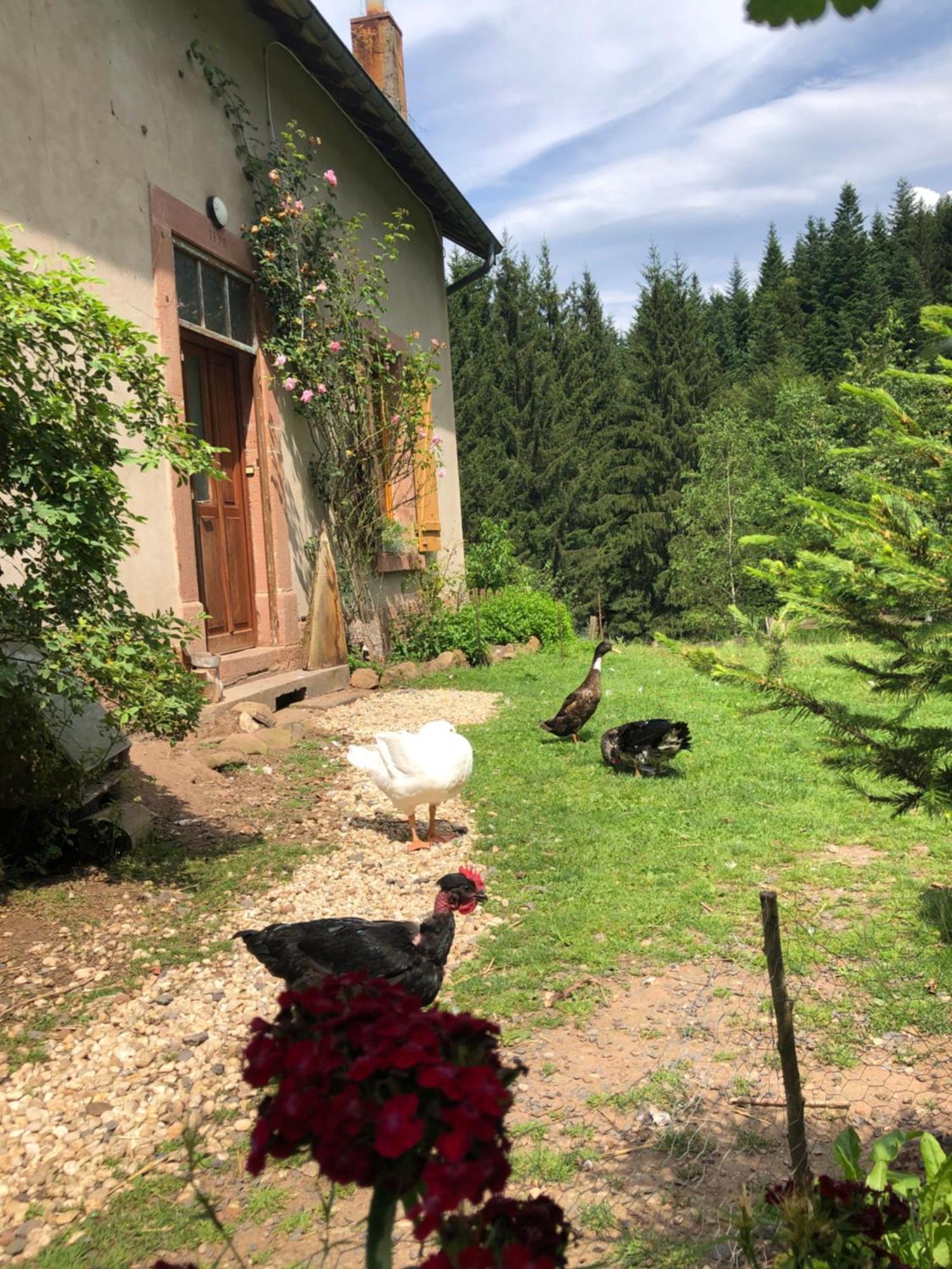 A L'Oree De Soi - Maison Forestiere De La Soie - Eco Gite, Chambres D'Hotes, Camping Au Pied Des Vosges Saint-Sauveur  Екстер'єр фото